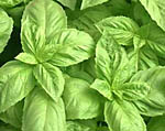 Basil, Sweet Ocimum basilicum